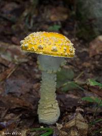 Amanita muscaria image