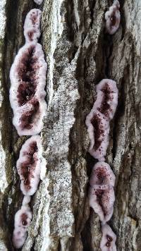 Chondrostereum purpureum image