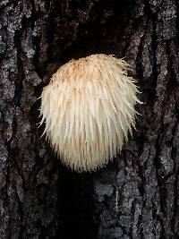 Hericium erinaceus image