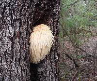 Hericium erinaceus image