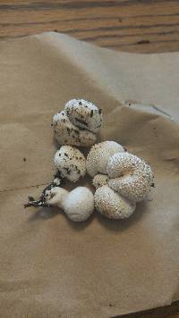 Lycoperdon pyriforme image
