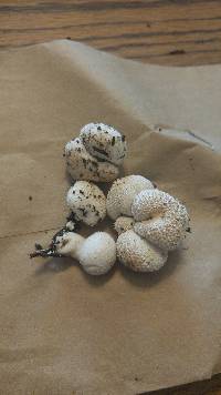 Lycoperdon pyriforme image