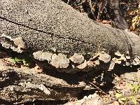 Trametes versicolor image