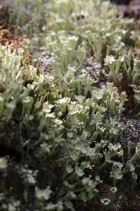 Cladonia fimbriata image