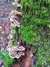 Trametes versicolor image