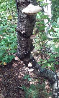 Fomitopsis betulina image