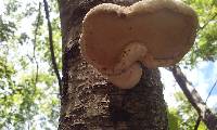 Piptoporus betulinus image