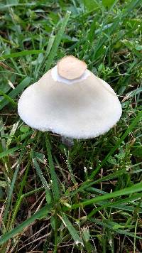 Amanita thiersii image