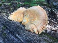 Laetiporus sulphureus image