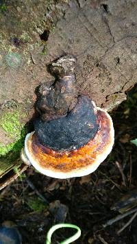 Fomitopsis pinicola image