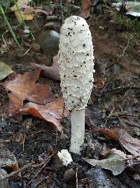 Coprinus comatus image