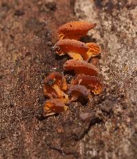 Favolaschia calocera image