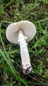 Amanita thiersii image