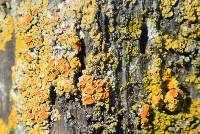 Xanthoria parietina var. parietina image