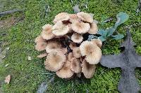 Armillaria tabescens image