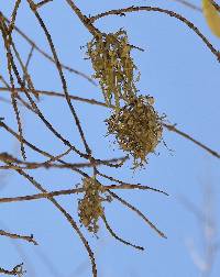 Ramalina leptocarpha image