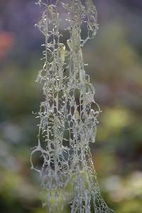 Ramalina menziesii image