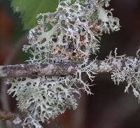 Evernia prunastri image