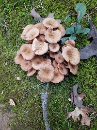 Armillaria tabescens image