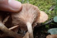 Armillaria tabescens image