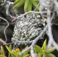 Pertusaria leucoplaca image