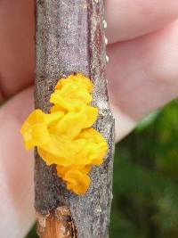 Tremella mesenterica image