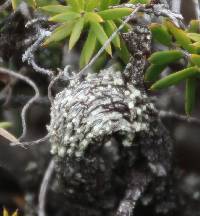 Pertusaria leucoplaca image