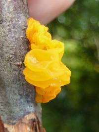 Tremella mesenterica image