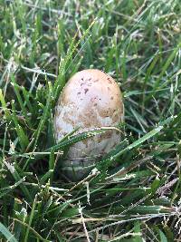 Coprinus comatus image