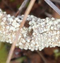 Pertusaria leucoplaca image