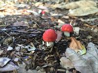 Russula emetica image