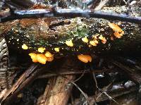 Favolaschia calocera image