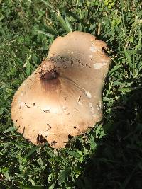 Chlorophyllum molybdites image