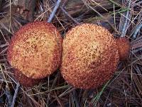 Suillus pictus image