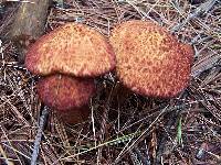 Suillus pictus image