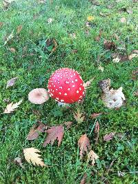 Amanita muscaria image