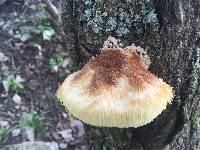 Hericium erinaceus image