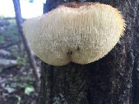 Hericium erinaceus image