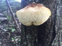 Hericium erinaceus image