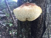 Hericium erinaceus image