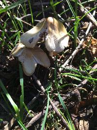 Marasmius oreades image