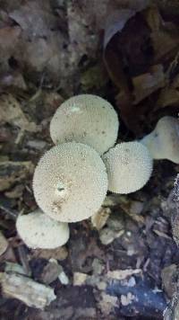 Lycoperdon pyriforme image