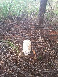 Coprinus comatus image