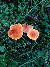 Hygrophoropsis aurantiaca image