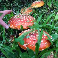 Amanita muscaria image