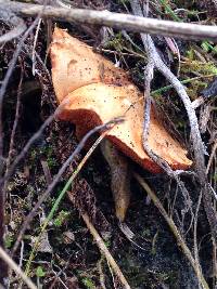 Chalciporus piperatus image