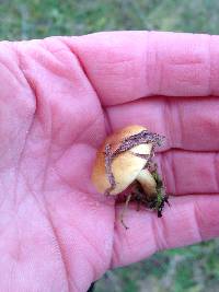 Pholiota spumosa image