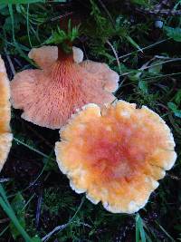 Hygrophoropsis aurantiaca image