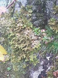 Lobaria pulmonaria image