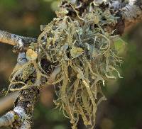 Ramalina leptocarpha image